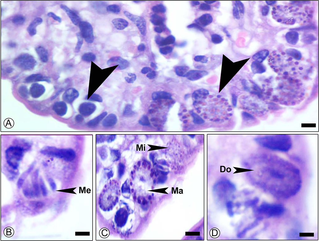 Section of mouse jejunum infected with E. papillata and, stained with hematoxylin and eosin on day 5p.i showing different developmental stages in inner epithelium. meronts (Me), macrogamont (Ma), microgamont (Mi) and developing oocyst (Do). Scale-bar = 100 µm.