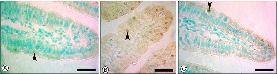 Effect of PGT on the apoptosis level in jejunum of mice. Apoptotic cells in control (A), E. papillata infected (B), and infected-treated (C). Black arrows indicating TUNEL positive cells. Scale-bar = 50 µm.