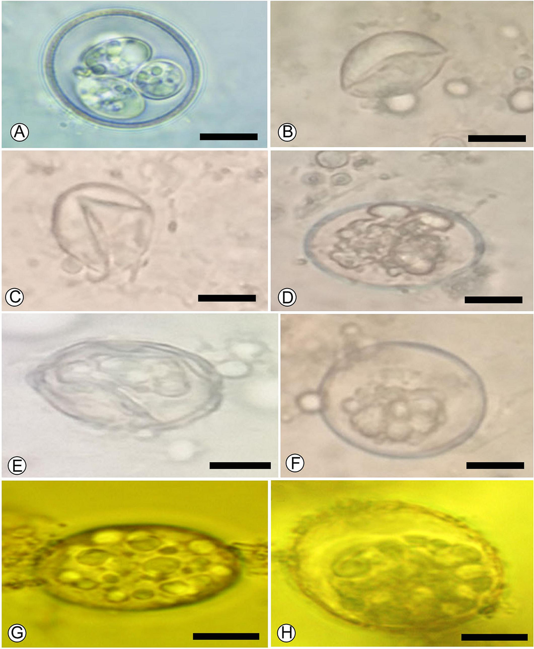 The morphology of E. papillata oocysts treated with PGT different concentrations. Typical sporulated oocyst from control (A). Destructed oocysts after incubation with PGT 5 % (B, C). Abnormal oocysts after incubation with PGT 2.5 % (D, E, F). Degenerated oocysts after incubation with PGT 1.25 % (G, H). Scale-bar = 10 µm.