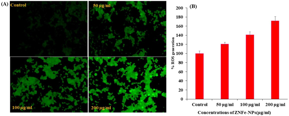 ROS generation induced by ZnFe2O4NPs in MCF-7 cells. (A) Fluorescence images showing intensity of DCF-DA dye after the ZnFe2O4NPs exposure at 0, 50, 100, and 200 μg/ml for 24 h. (B) The graph shows the percent ROS generation in MCF-7 cells. Data are presented as the mean ± SD of three different experiments.