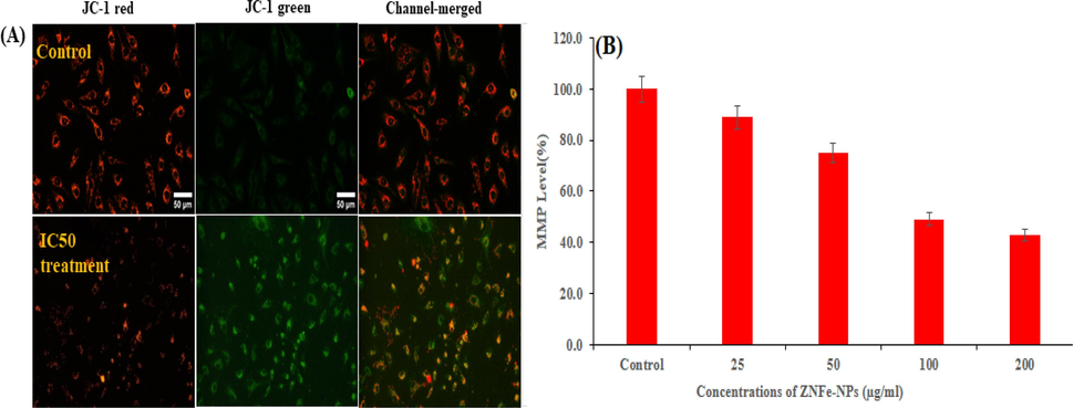 MMP was detected by JC-1 in control and treated cells. Images taken in tandem for JC-1 aggregate (red) and JC-1 monomer (green) and merged Fig. 8 A. MMP level of percent control was determined at different concentration of ZnFe2O4NPs. Fig. 8 B. (For interpretation of the references to color in this figure legend, the reader is referred to the web version of this article.)