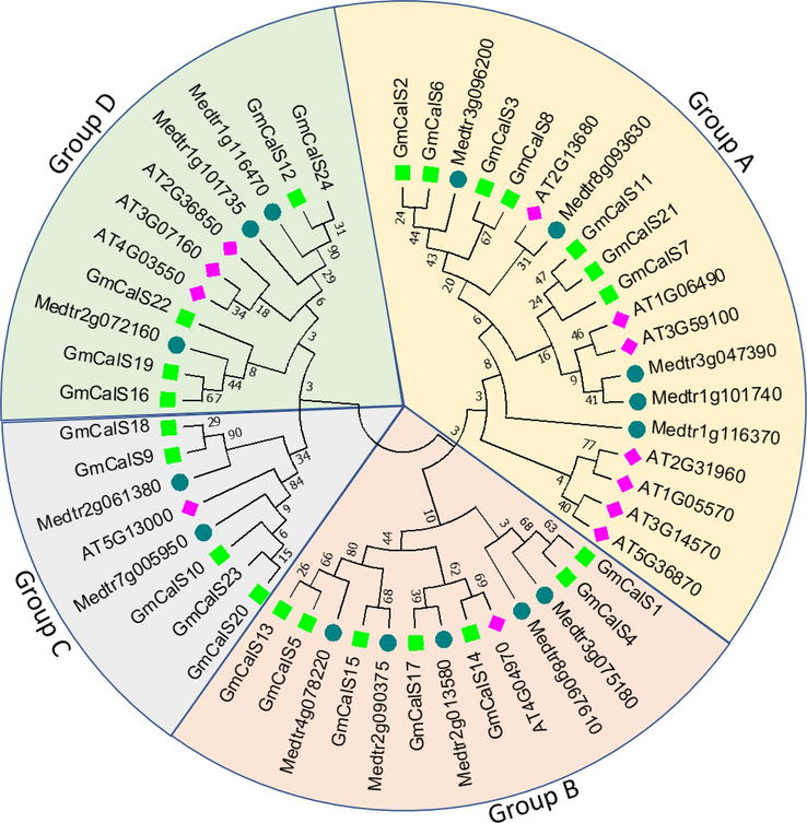 Evolution of the CalS gene in Medicago truncatula, Arabidopsis thaliana, and Glycine max investigated using a neighbour-joining phylogenetic tree. CalS genes were divided into four groups, each represented by a different color, in the plants A. thaliana (12), Medicago truncatula (15), and G. max (24).