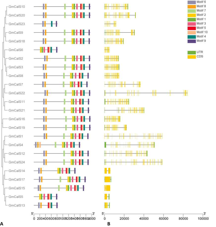 Analysis of GmCalS gene structure and conserved motifs.Based on their evolutionary relationships, the GmCalS genes were separated into four categories.(A) Conserved motif compositions of GmCalS (B). Gene structure of GmCalS genes. Exons are shown by the yellow color, UTRs, and introns by the black line. (For interpretation of the references to color in this figure legend, the reader is referred to the web version of this article.)