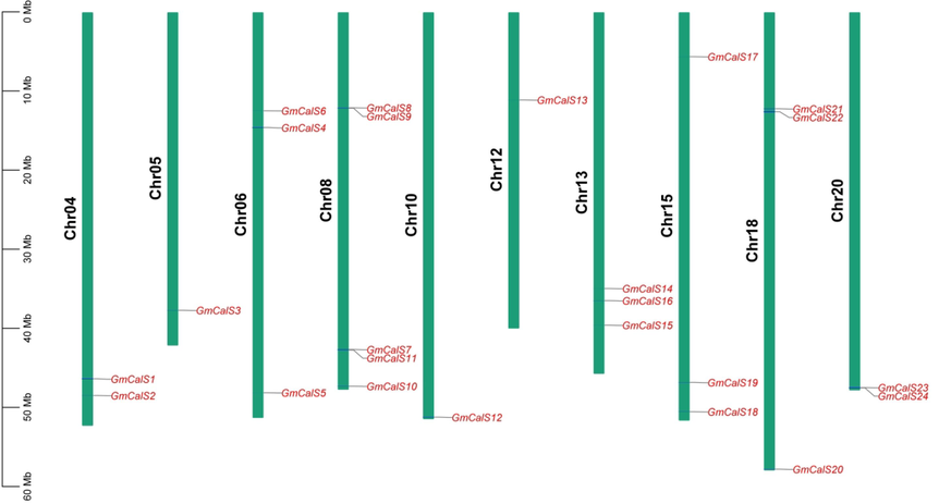 GmCalS Gene Position on the Chromosome. Green represented chromosomes, whereas red represented genes. (For interpretation of the references to color in this figure legend, the reader is referred to the web version of this article.)