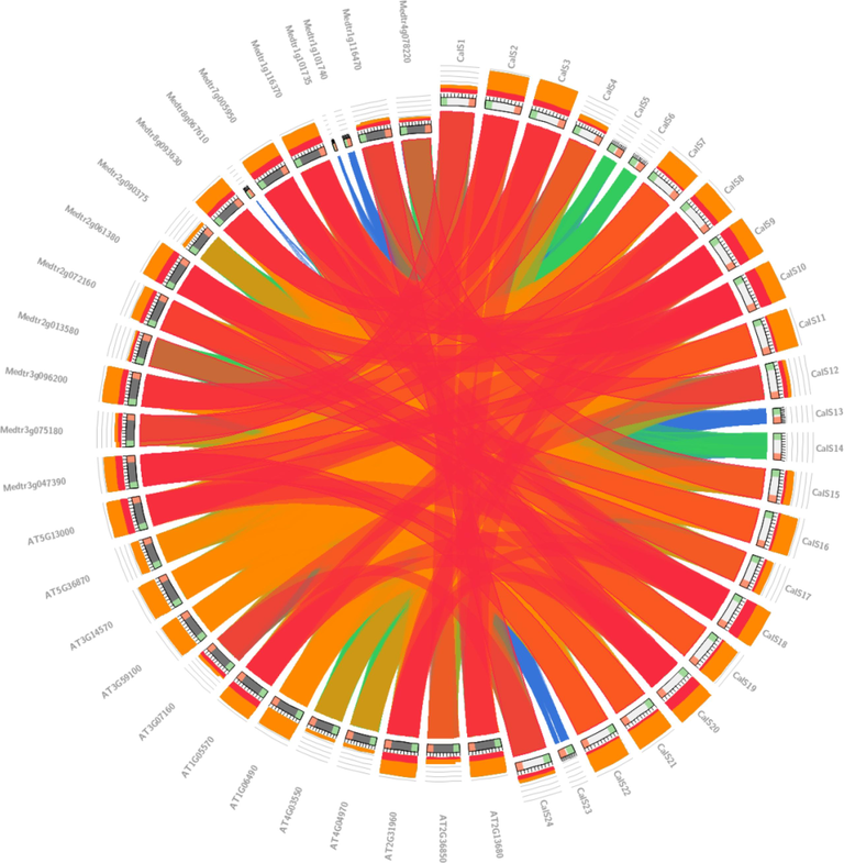 Identification of the synteny between the CalS sequences of A. thaliana, M. truncatula, and G. max.