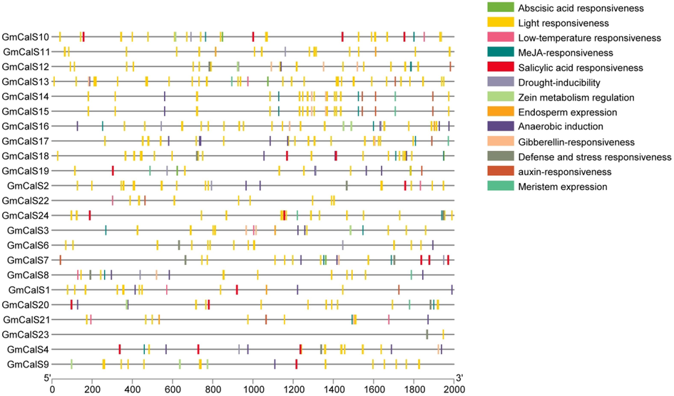 The promoter regions of the GmCalS genes are linked to cis-elements that respond to a variety of hormones and stresses. Supplementary Table S5 provides further information.