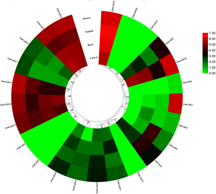 Expression profiling of GmCalS genes in various tissues. The red, black, and green colors display high to low expression levels. (For interpretation of the references to color in this figure legend, the reader is referred to the web version of this article.)