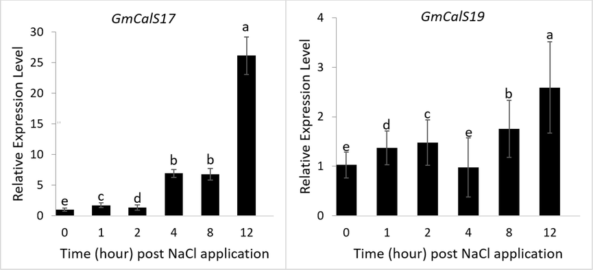 After Salt treatment the expression of the GmCalS genes were observed. Expression levels of two genes were studied after being exposed to NaCl for varying amounts of time (0, 1, 2, 4, 8, and 12 h) using quantitative real-time PCR (qRT-PCR) analysis. Soybean Actin used as the reference gene for normalising qRT-PCR results.