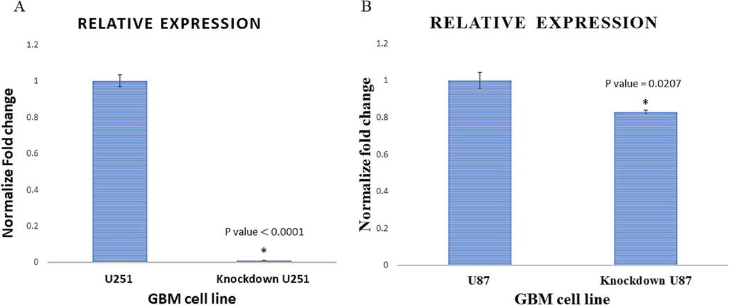 Confirmed inhibition of OC-2. A and B- show qRT-PCR validation of the OC-2 inhibition in comparison to the expression in the mock transfected (WT) cells. Knockdown of OC-2 was shown as 98.93% inhibition for U251 and 17.17% for U87.