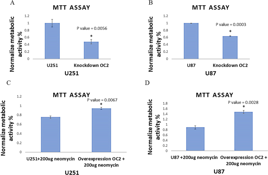 Metabolic activities of OC-2 modified cells. A- and B- show OC-2 inhibitor reduction of MTT (activities) within U251 (50%) and U87 (40%) cells compared to the controls. C- and D- show OC-2 overexpression increases MTT (activity) within U251 (21%) and U87 (40%) compared to the controls. The overexpression of OC-2 in U251 and U87 was done at background of 200ug of neomycin to maintain the plasmid with stable OC-2 expression in the cell lines.