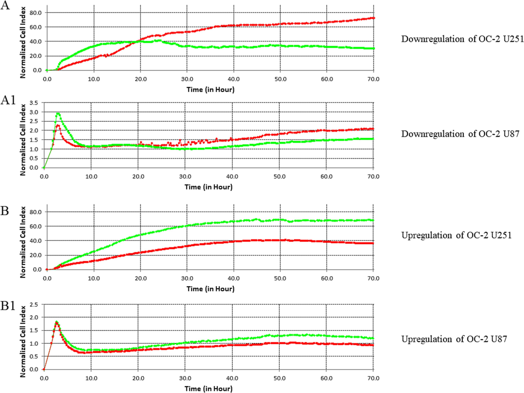 Proliferation analysis by a real-time cell analyzer (RTCA; xCELLigence, E-Plate 16). A- show U251 cells (Green) with OC-2 down-regulation compared with the WT (Red). A1- show U87 cells (Green) with OC-2 down-regulation compared with the WT (Red). B- show U251 cells (Green) with OC-2 up-regulation compared with the WT (Red). B1- show U87 cells (Green) with OC-2 up-regulation compared with the WT (Red).