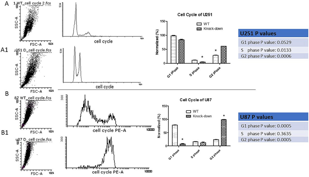 Cell cycle distribution analysis. A- Control (U251 mock treated cells) shows cell cycle analysis. A1- Cell cycle analysis of cells possess OC-2 down-regulation and showing less G1, S phase and arrest in G2, P value: 0.0006. B- Control (U87 mock treated cells) shows cell cycle analysis. B1- Cells have OC-2 down-regulated was analyzed for cell cycle and showed decrease in G1, S phase and arrest in G2, P value: 0.0005.