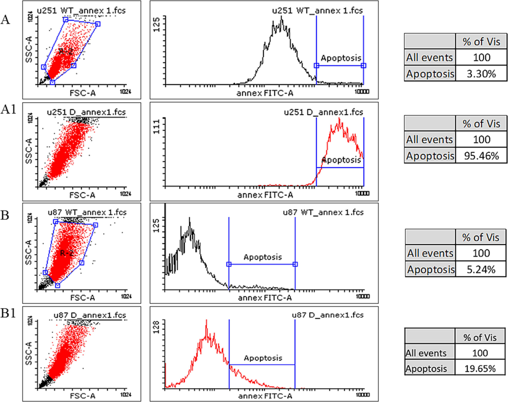 Pre-apoptosis analysis of OC-2 modified cells. A- Represent U251 WT showing minimal pre-apoptotic effect. A1- Represent U251 cells down regulated with OC-2 inhibitor showing high (95.46%) pre-apoptotic effect. B- Represent U87 WT showing minimal pre-apoptotic effect. B1- Represent U87 cells down regulated with OC-2 inhibitor showing high (19.65%) pre-apoptotic effect.