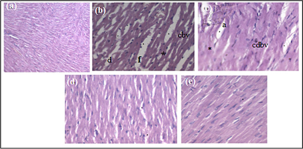 Histological sections stained with hematoxylin and eosin (H&E; 200X) showing the hearts tissues of the mice of different groups in comparison to the control group. (a) Group ‘I’ reoresents normal control; (b) Group ‘II’ represents ISO (85 mg/kg.b.w.) administered group (c) Group ‘III’ represents ISO + MPSO (157 mg) treated group; (d) Group ‘IV’ represents ISO + MPSO (314 mg) treated group; (e) Group ‘V’ represents ISO + Omega 3 (100 mg) treated group. Abbreviations: e = edema in-between cardiac muscle fibers, f = fatty changes, a = trophy in focal areas.