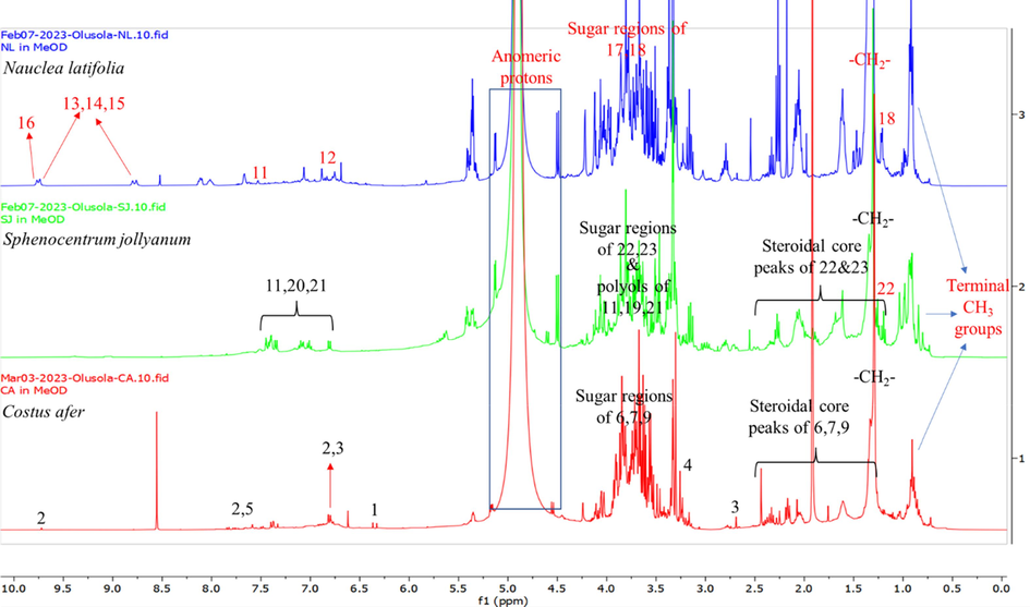 1H NMR spectra of the methanol extracts of Costus afer (red fingerprint), Nauclea latifolia (blue fingerprint) and Sphenocentrum jollyanum (green fingerprint).