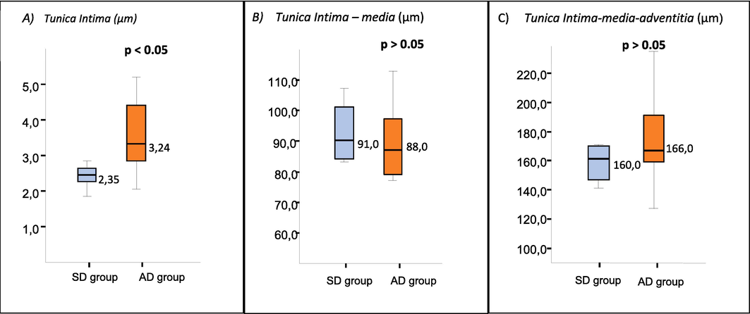 Morphometric measurement of tunica intima layer (A), tunica intima-media layer (B), and tunica intima-media-adventitia layer (C) for standard diet (SD) and atherogenic diet (AD) group on Day 28 of the study.