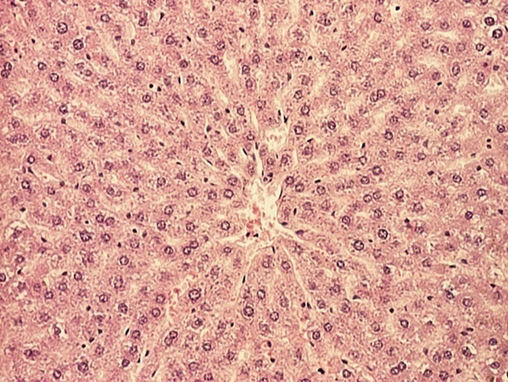 Normal appearance of liver lobule in rats fed with standard rodent diet for 28 days (HE,100x).