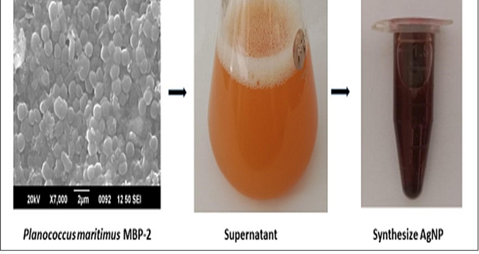 The process of green synthesis of AgNPs using marine bacteria Planococcus maritius MBP-2. (For interpretation of the references to color in this figure legend, the reader is referred to the web version of this article.)