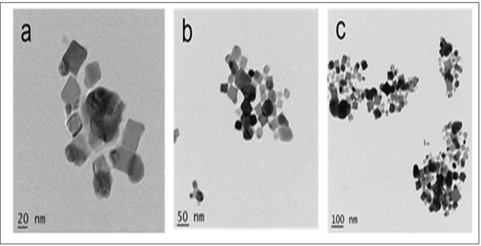 TEM micrographs of silver nanoparticels synthesized by Planococcus maritimus MBP-2. The micrographs were given at three different magnifications: (a) 20 nm; (b) 50 nm and (c) 100 nm.