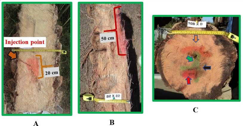 Date palm tree logs: half (A), quarter (B), and base (C) complete 1-meter log showing the present of colors after cutting.