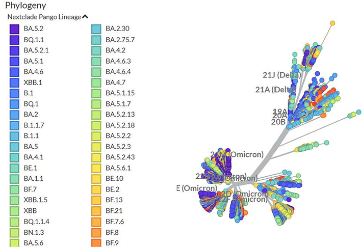 A time-stamped worldwide representative sample of 2816 SARS-CoV2 genomes sampled between Dec 2019 and Feb 2023 shown in a phylogenetic tree, with the rounded tips colored as per Nextstrain clades that pertain largely to variations of concern. The Omicron branches away from previous variants.