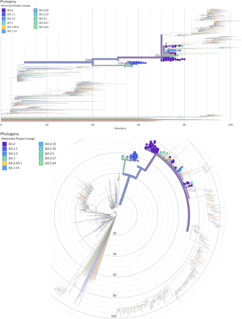 Maximum likelihood phylogenetic tree describing phylogenetic analysis for 94 SARS-COV2 sequences and the Wuhan-Hu-1 sequence. The rounded color strands around the tree indicate the PANGO lineage and the Nextstrain, representing study-generated sequences as compared with globally published SARS-COV2 sequences.