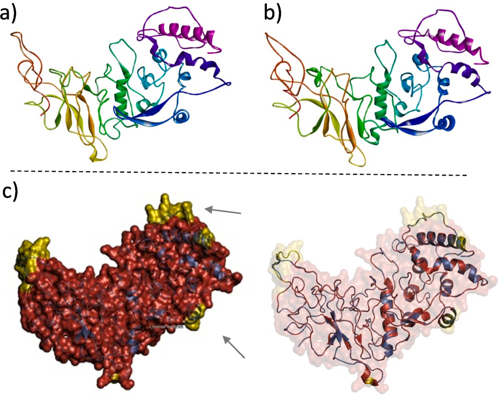 (A) EM structure of SARS-COV2 Nucleocapsid protein (PDB ID 8f5d). (B) Predicted structure of Omicron Nucleocapsid protein (modeled by i-TASSER server). (C) The PyMol alignment between the SARS-COV2 Nucleocapsid protein (red color) and the Omicron Nucleocapsid protein (modeled by I-TASSER server) (blue color) showed that the two structures were not identical. The non-aligned regions are in yellow and indicated by the arrows.