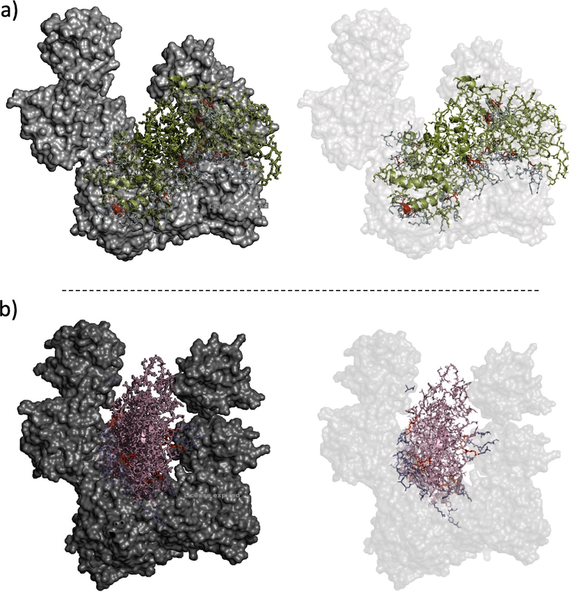 Molecular docking model of Nucleocapsid protein with human RIG-I protein as predicted by Patchdock.