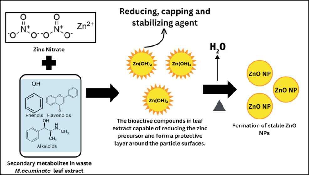 Bioactive compounds in the waste M. acuminata leaf extract that act as reducing, capping, and stabilizing agents.