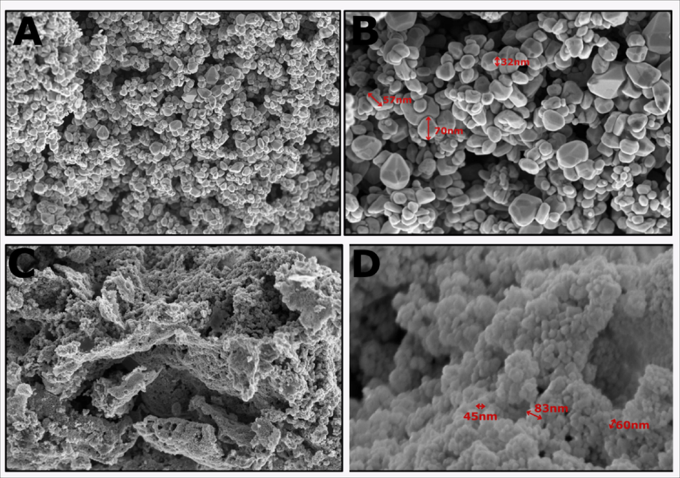 Morphological structure of (A, B) biogenic ZnO NP, (C, D) chemogenic ZnO NP.