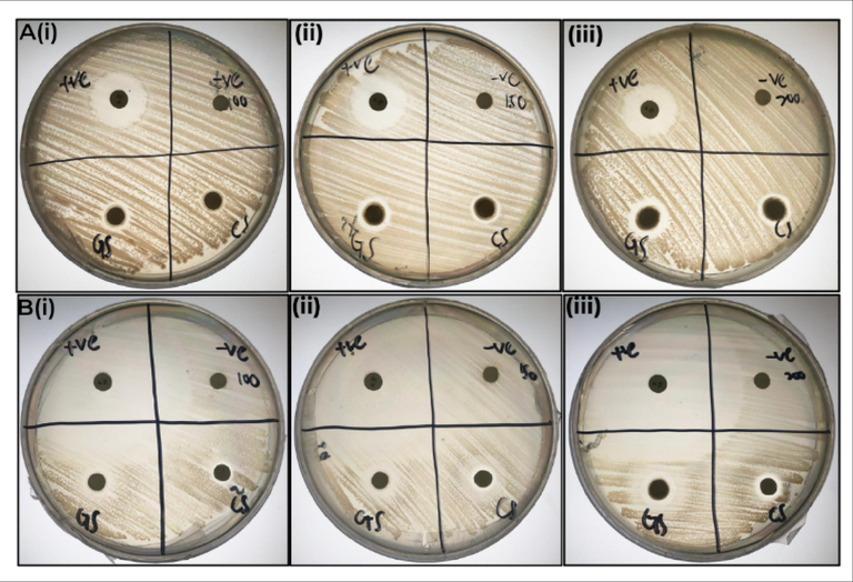 Study of inhibitory action of ZnO NP against S. aureus and S. typhimurium: the subset of (A(i), (ii), (iii)) the zone of inhibition of biogenic and chemogenic ZnO NP against S. typhimurium at 100 mg/mL, 150 mg/mL and 200 mg/mL, the subset of (B(i), (ii), (iii)) the zone of inhibition of biogenic and chemogenic ZnO NP against S. aureus at 100 mg/mL, 150 mg/mL and 200 mg/mL.