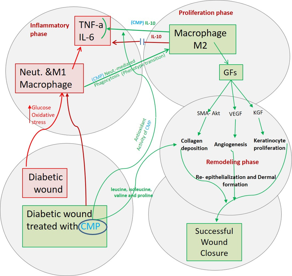 A diagrammatic figure summarizes prolonged diabetic wound healing (red lines) due to the secretion of inflammatory cytokines and that macrophages cannot transition from a pro-inflammatory to a reparative anti-inflammatory phenotype. In contrast, CMP enhances the phagocytosis of neutrophils and wound pathogens by macrophages. Phagocytosis mediates macrophage transition to the anti-inflammatory phenotype (green lines), which produces growth factors needed for the proliferation phase of healing. CMP supports antioxidant glutathione production and provides different amino acids required in collagen formation (blue lines). (For interpretation of the references to colour in this figure legend, the reader is referred to the web version of this article.)