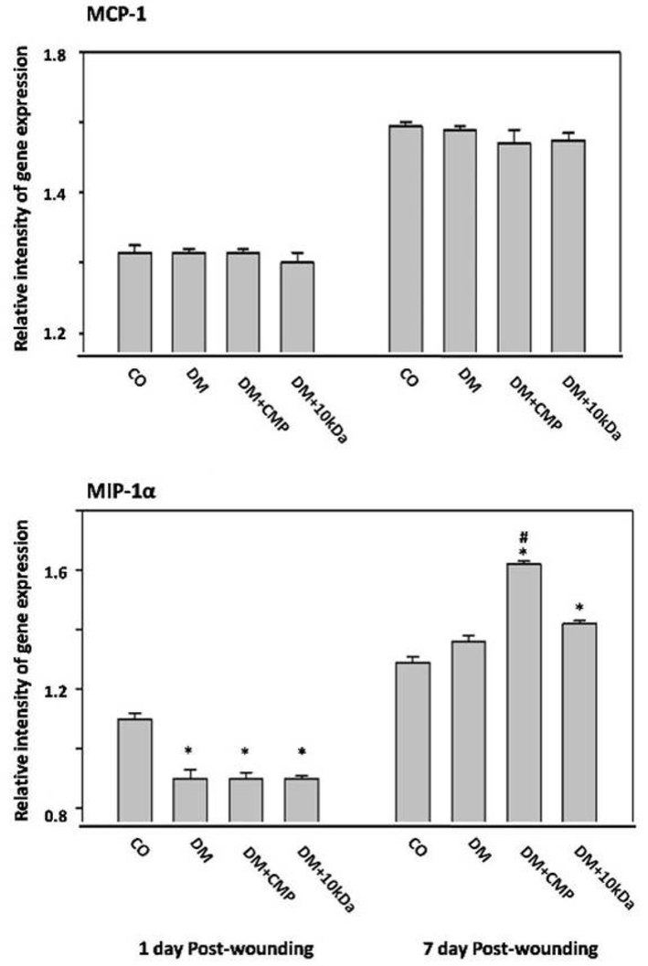 The expression profiles of macrophage chemokines MCP-1 and MIP-1a by qRT-PCR Wound tissue is excised from days one through seven post-wounding. MCP-1 (no significant group differences were found from day one to day seven post-wounding) and MIP-1a gene expression were measured and compared to the housekeeping gene GAPDH using qRT–PCR. shown are means ± SD. *indicates a significant difference with the control group. # indicates a significant difference with the diabetic group.