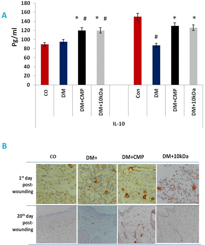 Anti-inflammatory cytokines released by M2 macrophages during the remodeling phase of wound healing. IL-10 (A) protein was estimated by ELISA. B: Anti-TGF-antibodies stained skin sections to show macrophage activity. An anti-TGF- antibody was used to stain wound sections (5 m) and hematoxylin was used to counterstain them (400X).. The values shown are mean ± SD. * indicates a significant difference with the diabetic group. # indicates a significant difference with the control group.