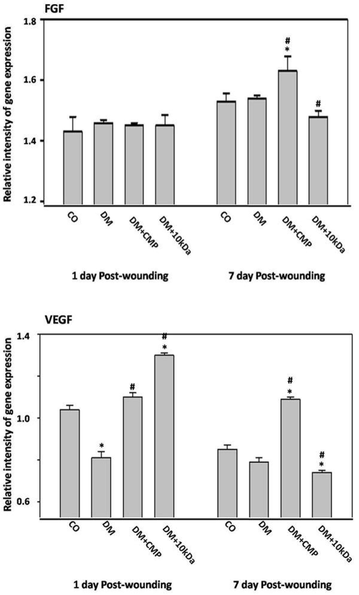 The expression profiles of macrophage promotion of the remodeling phase; fibroblast growth factor (FGF), and the vascular endothelial growth factor (VEGF) by qRT–PCR. Tissue is excised from wounds on days one through seven post-wounding. FGF and VEGF gene expression were measured and compared to the housekeeping gene GAPDH using qRT–PCR. The data represents mean ± SEM. * indicates a significant difference from the control group. # indicates a significant difference with the diabetic group.