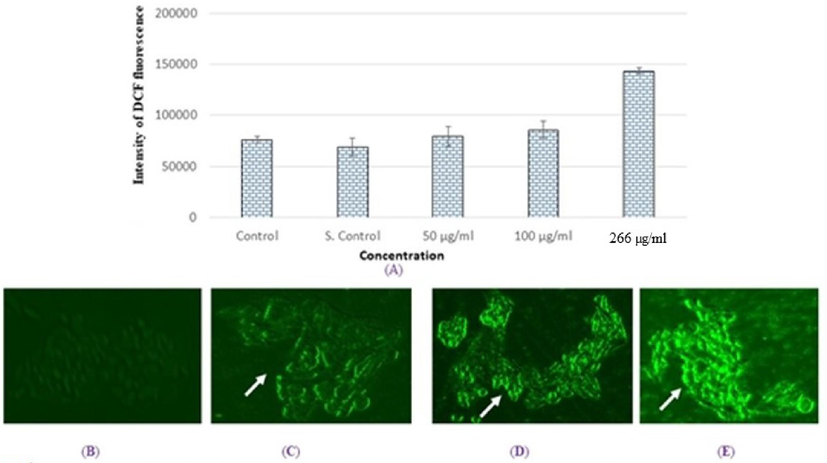 Production of intracellular ROS in HCT cells for 24 h due to SM-9 drugs exposure (A). Percent of DCF fluorescence intensity and generation green fluorescence in HCT cells for 24 h (B). Control HCT cells (C). HCT cells at 500 µg/ml (D). HCT cells at 100 µg/ml (E). HCT cells at 266 µg/ml Each value represents the mean *SE of three exprements. *p < 0.05 vs Control. Arrow indicate green fluorescence intensity in cell as marker of ROS generation.