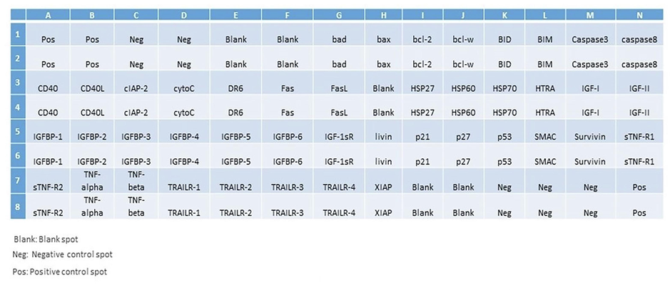 Analysis of apoptosis-related in HCT-116 cells due to SM-9 compound exposure. Template showing the location of apoptosis-related antibodies spotted on the Human Apoptosis Array C1 kit.