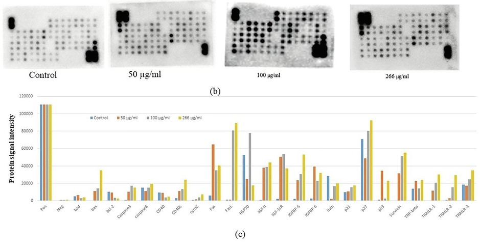 (b) Equal quantity protein extracts from control treated HCT-116 cells were analvzed using the antibody array. The chemiluminescent intensities were quantified by densitometry. A Positive control was used normalize the results from different membranes. (c) Representative bar graph of the apoptotic unregulated and downregulated protein.