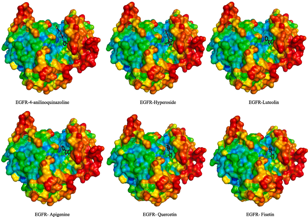 3D interaction model of phenolic compounds from H. niger binding to EGFR active sit.