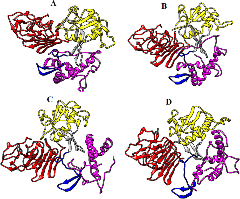 Biomolecular complexes of (A) DENV1 NS1-TCF7L2, (B) DENV2 NS1-TCF7L2, (C) DENV3 NS1-TCF7L21 and (D) DENV4 NS1-TCF7L2. Protein highlighted by multicolor represent DENV NS1 whereas TCF7L2 protein has been shown by purple color in the complex.