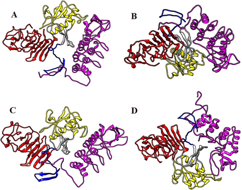 Biomolecular complexes of (A) DENV1 NS1-NF-kB, (B) DENV2 NS1-NF-kB, (C) DENV3 NS1-NF-kB and (D) DENV4 NS1-NF-kB. Protein highlighted by multicolor represent DENV NS1 whereas NF-kB protein has been shown by purple color in the complex.