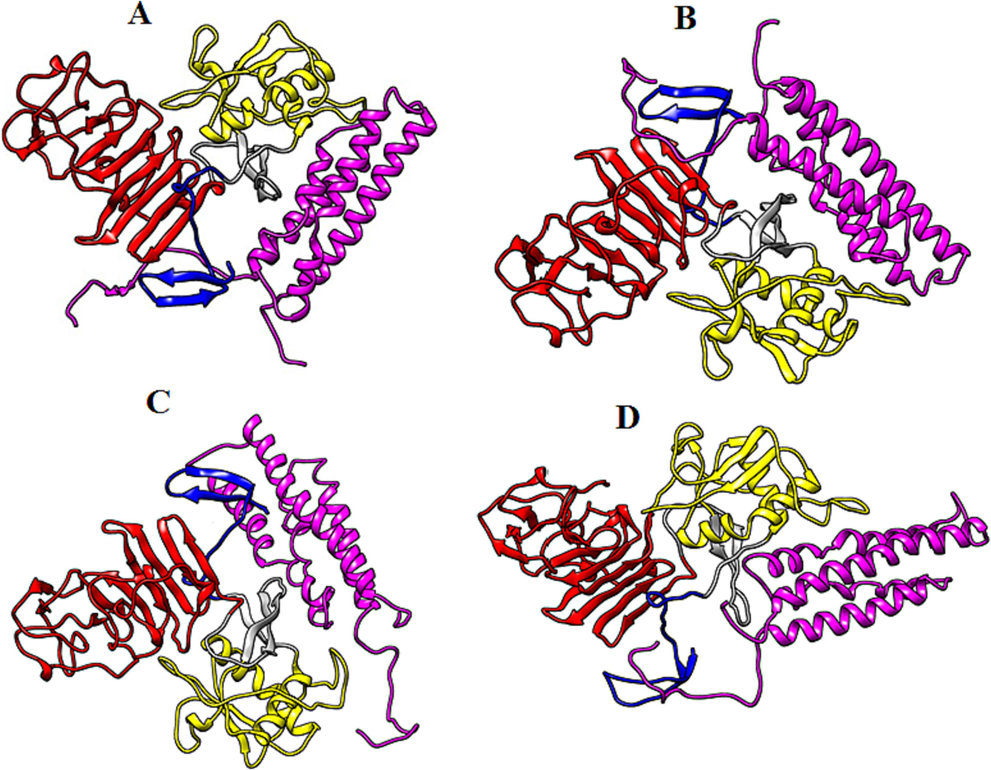 Biomolecular complexes of (A) DENV1 NS1-SRFBP1, (B)DENV2 NS1-SRFBP1, (C) DENV3 NS1-SRFBP1 and (D) DENV4 NS1-SRFBP1. Protein highlighted by multicolor represent DENV NS1 whereas SRFBP1 protein has been shown by purple color in the complex.