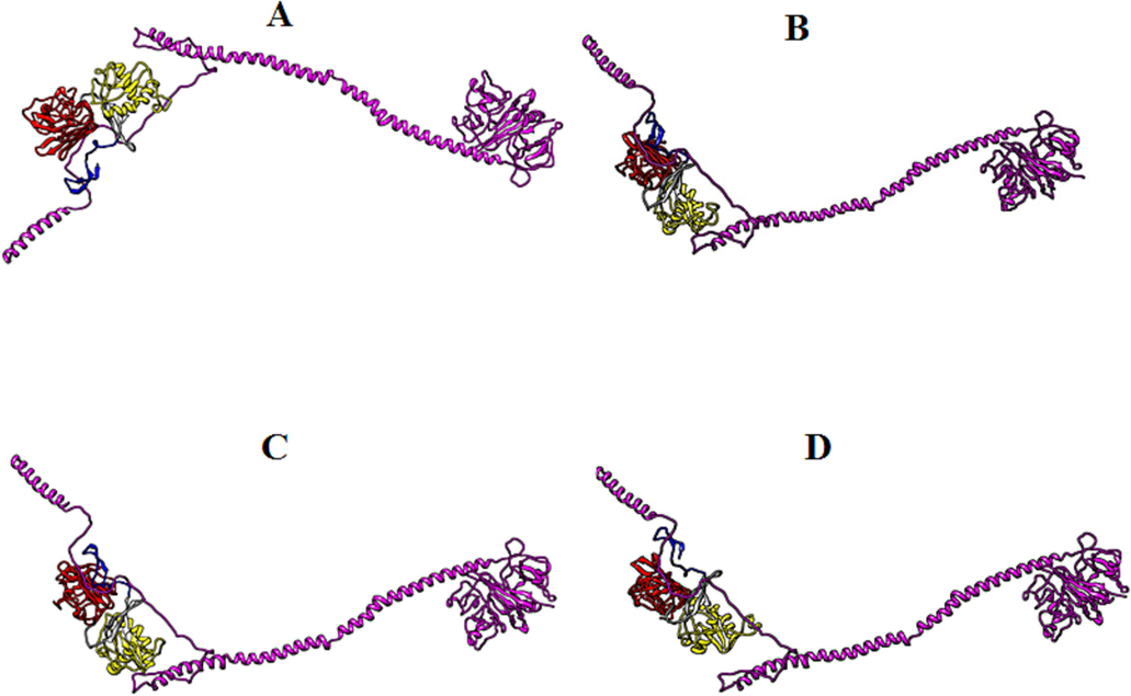 Biomolecular complexes of (A) DENV1 NS1-FGB, (B) DENV2 NS1-FGB, (C) DENV3 NS1-FGBand (D) DENV4 NS1-FGB. Protein highlighted by multicolor represent DENV NS1 whereas FGB protein has been shown by purple color in the complex.