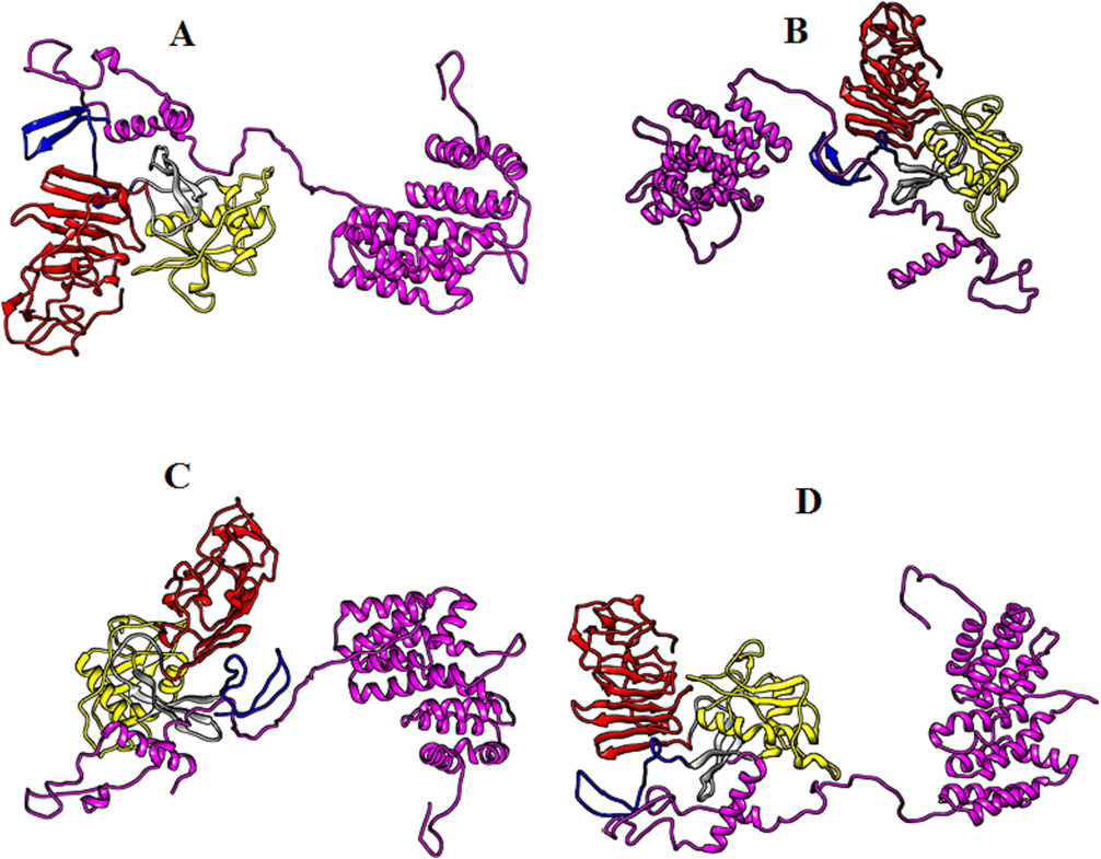 Biomolecular complexes of (A) DENV1 NS1-PAIP1, (B) DENV2 NS1-PAIP1, (C) DENV3 NS1-PAIP1 and (D) DENV4 NS1-PAIP1. Protein highlighted by multicolor represent DENV NS1 whereas PAIP1 protein has been shown by purple color in the complex.