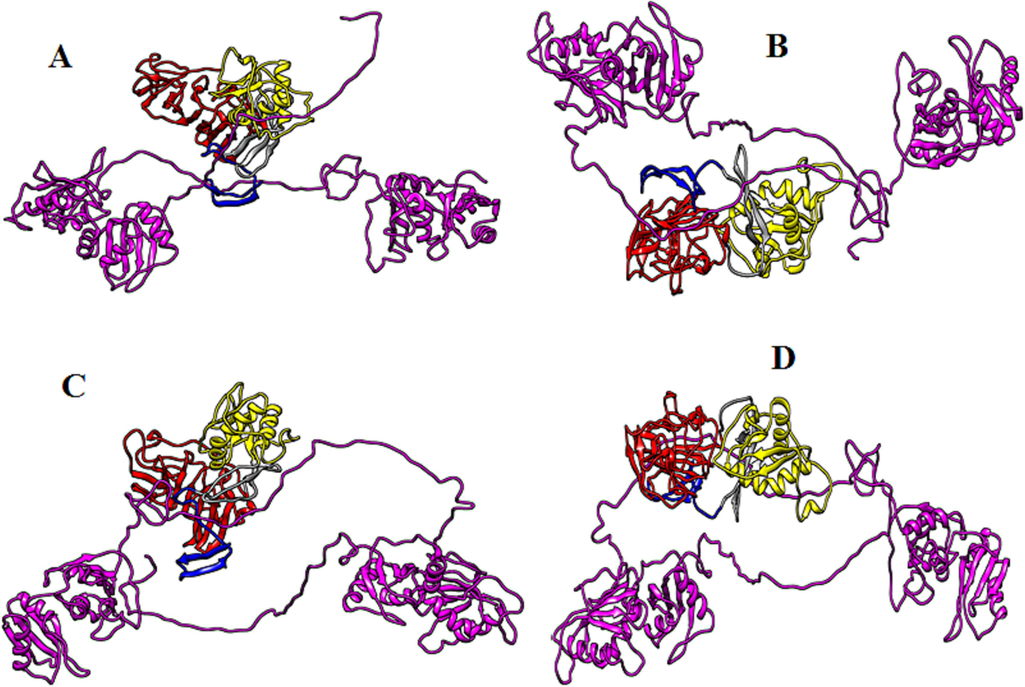 Biomolecular complexes of (A) DENV1 NS1-PTBP1, (B) DENV2 NS1-PTBP1, (C) DENV3 NS1-PTBP1and (D) DENV4 NS1-PTBP1. Protein highlighted by multicolor represent DENV NS1 whereas PTBP1 protein has been shown by purple color in the complex.