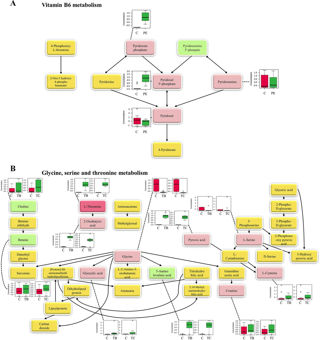 Metabolic pathway, the metabolites that corresponded to entries in both the mzCloud and ChemSpider compound databases were classified as positive identification, which were labeled in the dark pink boxes. The light pink boxes within the figures indicate the metabolites with positive identification that corresponded to entries in either the mzCloud or ChemSpider compound databases. The green box denotes the metabolites with putative identification, while the yellow boxes represent the metabolites that have not yet been identified (not found in the current work). Box plots showing the identified metabolites are presented alongside their respective metabolites. (A) Metabolic pathway of vitamin B6 metabolism. PE, Phyllanthus emblica extract group; C, the group of control. (B) Metabolic pathway of glycine, serine and threonine metabolism. TB, Terminalia bellerica extract group; TC, Terminalia chebula extract group; C, control group. (For interpretation of the references to colour in this figure legend, the reader is referred to the web version of this article.)