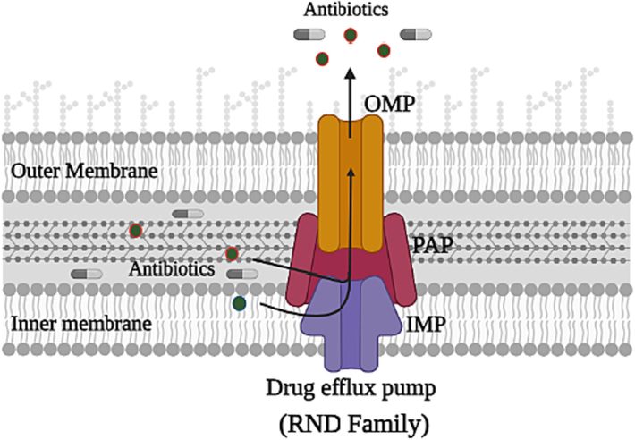 Schematic diagram illustrating representative structures and the system of multidrug efflux, the recognizing and expelling of the antibiotics outside the bacterial cell of the RND superfamily. RND possesses three main subunit proteins; the periplasmic adapter protein (PAP), which connects the two other proteins; the inner-membrane protein (IMP) with the outer-membrane protein (OMP).