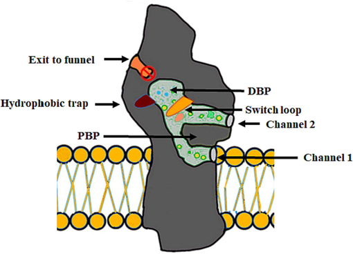 Schematic diagram showing the drug pathways and their pockets, and the two substrates transport channels in AcrB. The diagram also shows the periplasmic entry sites; i) channel 1, which directs the movement of substrates from the leaflet of the inner membrane, and ii) channel 2 which has the proximal binding pocket (PBP). Channel 2 has the proximal binding pocket which includes the hydrophobic trap which branches out from the channel of the main substrate-translocation, and a switch loop that separates the proximal and distal binding pockets and helps the substrates in their unidirectional movement. Also, the diagram shows the connected two substrates' entry channels which lead to the distal binding pocket with the channel of exit which connects the central cavity with TolC.