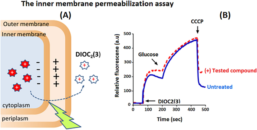 The figure shows an example of how the tested compounds affect pmf over the inner membrane, while the solid blue line indicates untreated bacterial suspensions, whereas the broken red line indicates the amounts of tested compounds (8–128 µg/mL) that were added to suspensions of bacteria for 10 min after that the potentiometric probe, DiOC2(3) was added, this is followed by monitoring the fluorescence until it has completely plateaued. To re-energize the cells, 0.5 % glucose is added followed by measuring the membrane potential establishment (inside negative), which refers to the increase in fluorescence until it has completely plateaued. The proton ionophore CCCP then is added to disrupt the membrane potential, which can be observed by a significant drop in the intensity of the fluorescence. To obtain precise results, these results should be done in three independent experiments with different batches of cells on different days. .