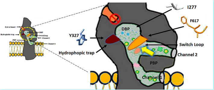 Schematic diagram illustrating the hydrophobic trap, which is represented by (Y327, which lies deep inside the trap), and its position which is located between the distal binding pocket (DBP) and the proximal binding pocket (PBP). Also, the diagram exhibits the switch loop, which is represented by (F617), its location between the PBP and DBP, and its function which is the separation between PBP and DBP. The diagram shows also I277 which is located in the tunnel of translocation. Whilst the yellow arrow represents the direction of the movement of the substrates inside AcrB.